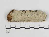 藏品(刺皮菌屬)的圖片