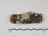 藏品(射脈菌屬)的圖片