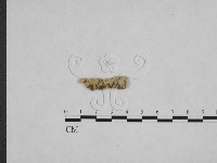 藏品(絲齒菌屬)的圖片