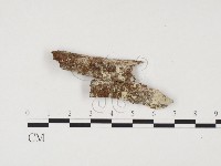 藏品(冇骨消絲齒菌)的圖片