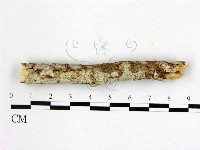 藏品(顯絲菌屬)的圖片