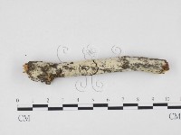 藏品(冇骨消絲齒菌)的圖片