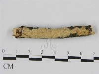 藏品(絲皮菌屬)的圖片