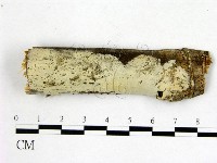 藏品(顯絲菌屬)的圖片