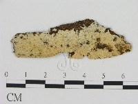 藏品(絲齒菌屬)的圖片