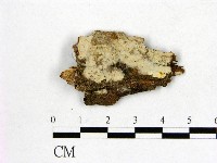 藏品(顯絲菌屬)的圖片