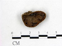 藏品(毛木耳)的圖片