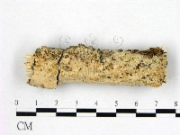 藏品(顯絲菌屬)的圖片