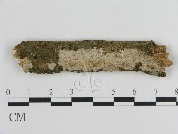 藏品(刺皮菌屬)的圖片