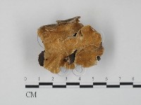 藏品(雲芝)的圖片