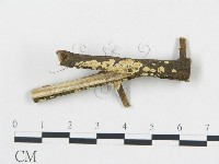 藏品(柱擔菌屬)的圖片