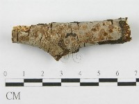 藏品(筍殼菌屬)的圖片