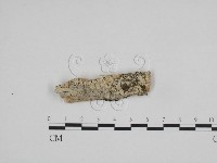 藏品(絲齒菌屬)的圖片