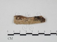 藏品(射脈菌屬)的圖片