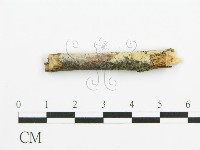 藏品(阿太菌屬)的圖片