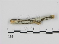 藏品(絲皮菌屬)的圖片