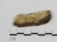 藏品(寡孔菌屬)的圖片