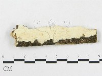 藏品(革墊菌屬)的圖片