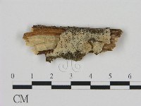 藏品(絲皮菌屬)的圖片