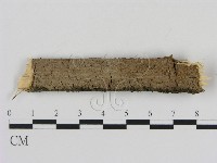 藏品(刺革菌屬)的圖片