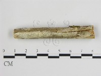 藏品(樹狀皮革菌屬)的圖片