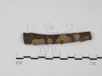 藏品(韌革菌屬)的圖片