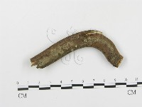 藏品(串擔革菌屬)的圖片