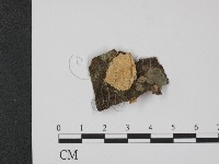 藏品(乾酪菌屬)的圖片