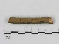 藏品(刺革菌屬)的圖片