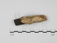 藏品(韌革菌屬)的圖片