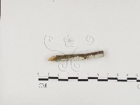 藏品(冇骨消絲齒菌)的圖片