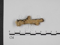 藏品(叉絲革菌屬)的圖片