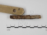 藏品(韌革菌屬)的圖片