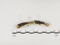 藏品(冇骨消絲齒菌)的圖片