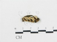 藏品(黑蛋巢菌屬)的圖片