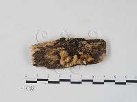 藏品(栓菌屬)的圖片