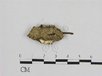 藏品(寡孔菌屬)的圖片