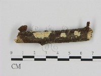 藏品(絲皮菌屬)的圖片