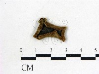 藏品(毛木耳)的圖片