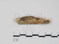 藏品(射脈菌屬)的圖片