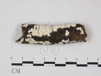 藏品(射脈菌屬)的圖片