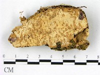 藏品(顯絲菌屬)的圖片