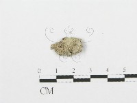 藏品(裂褶菌)的圖片