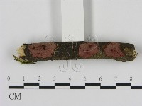 藏品(刺革菌屬)的圖片