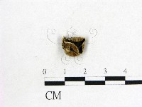 藏品(毛木耳)的圖片