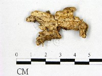 藏品(顯絲菌屬)的圖片