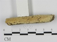 藏品(絲齒菌屬)的圖片