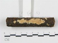 藏品(柱擔菌屬)的圖片