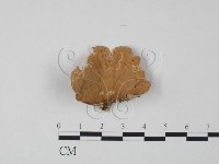 藏品(韌革菌屬)的圖片