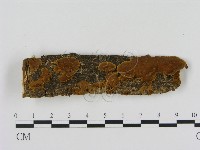 藏品(刺革菌屬)的圖片